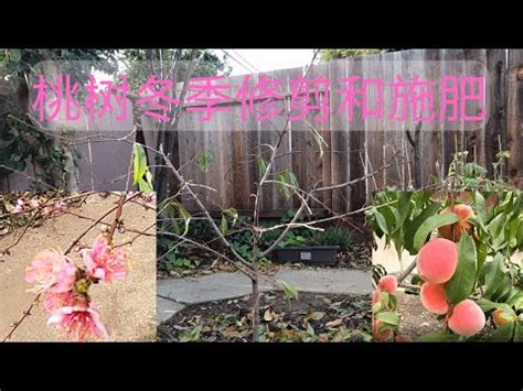 桃子樹種植|【種桃樹】從核果到果香滿枝頭：親手種植桃樹的完整指南！